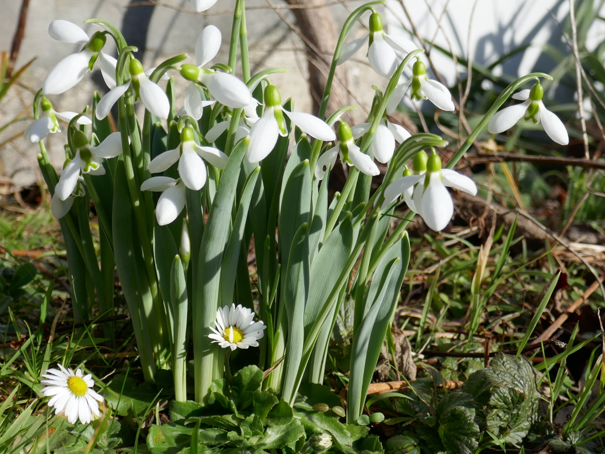 Schneeglöckchen hier mit Gäsenblümchen