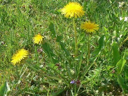 Wildkräuter Küche Garten Löwenzahn