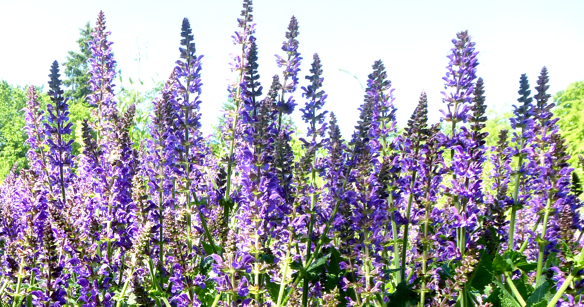 Duft-Stauden Duft-Stauden