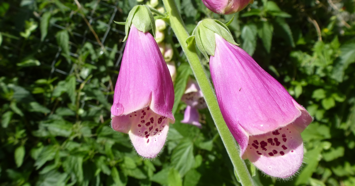 Giftige Stauden Giftige Stauden