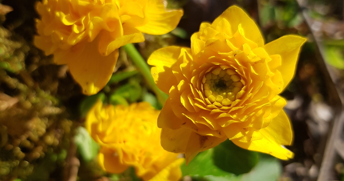 Historische oder Sterne bewertete Stauden