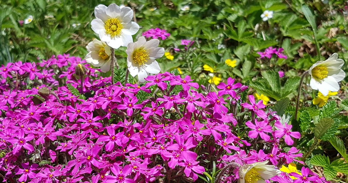 Polster-Stauden Polster-Stauden