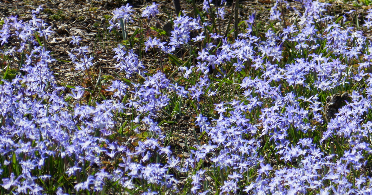 Wuchernde Stauden Wuchernde Stauden