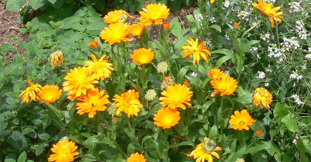 Ringelblumen im Garten, als Heilpflanze für Kosemtik und in der Küche