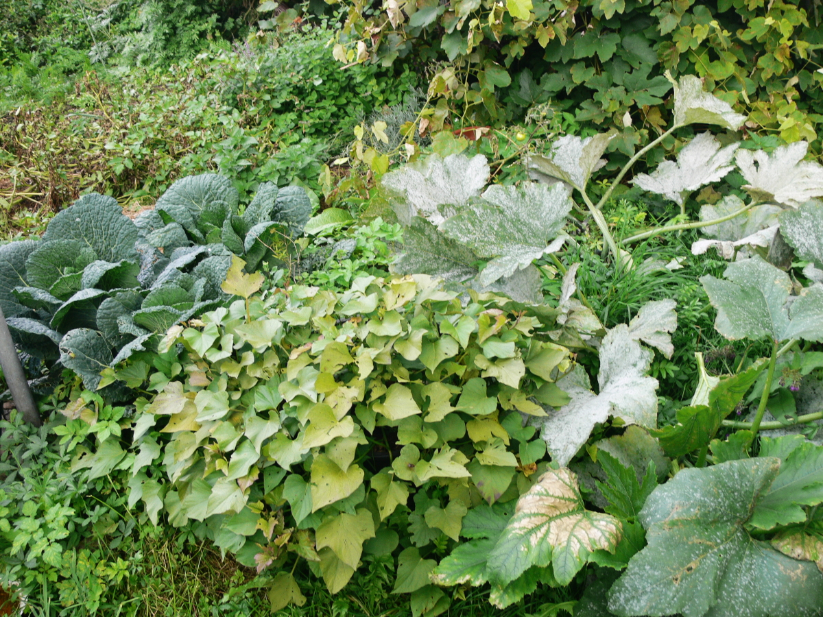 Wirsing und Süßkratoffel