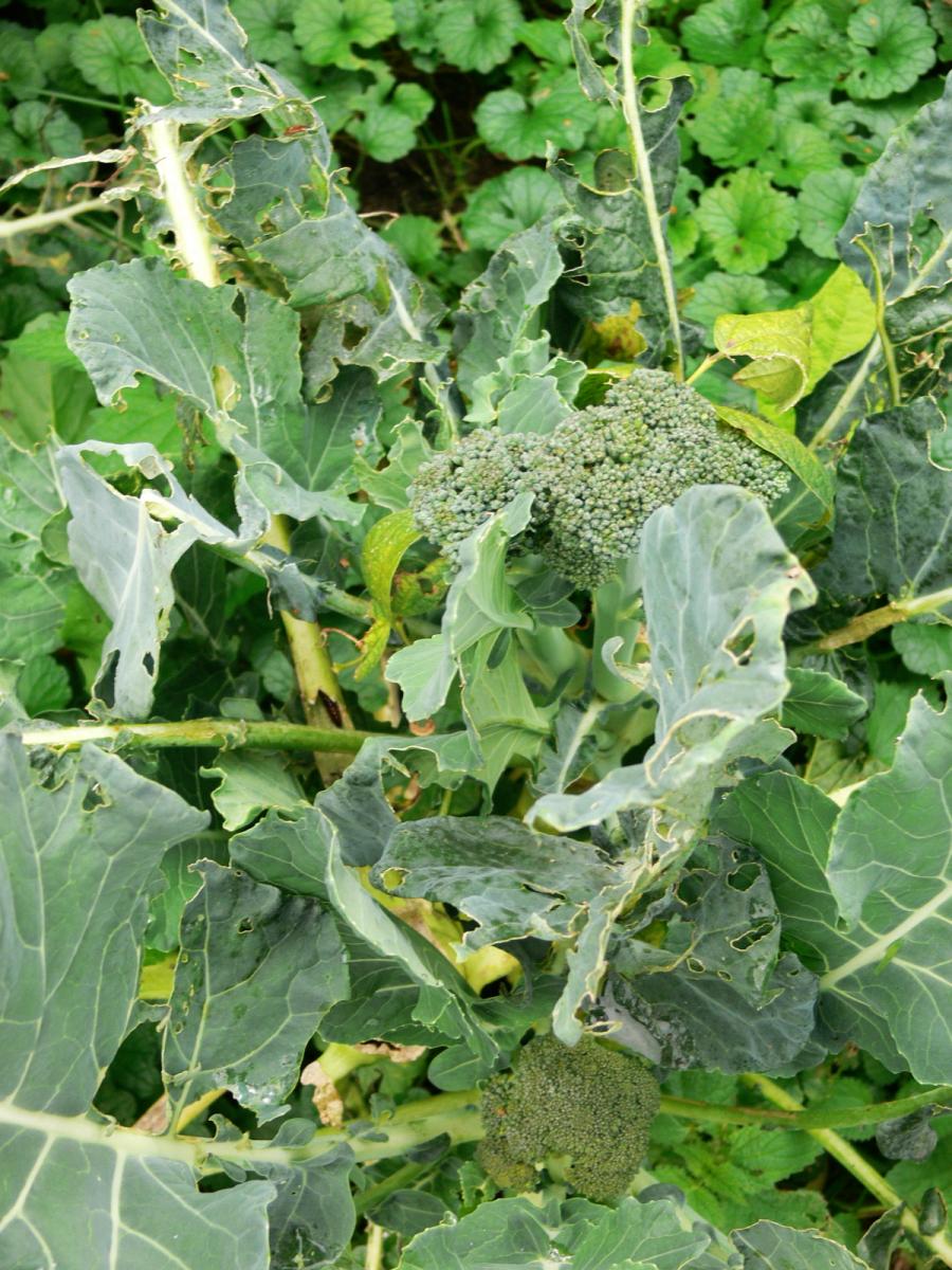 Brokkoli