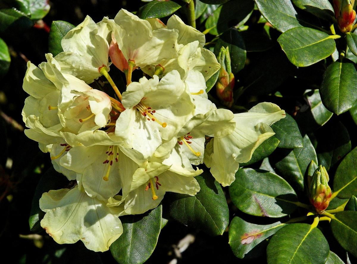 Rhododendron yakushimannum 'Flava' 