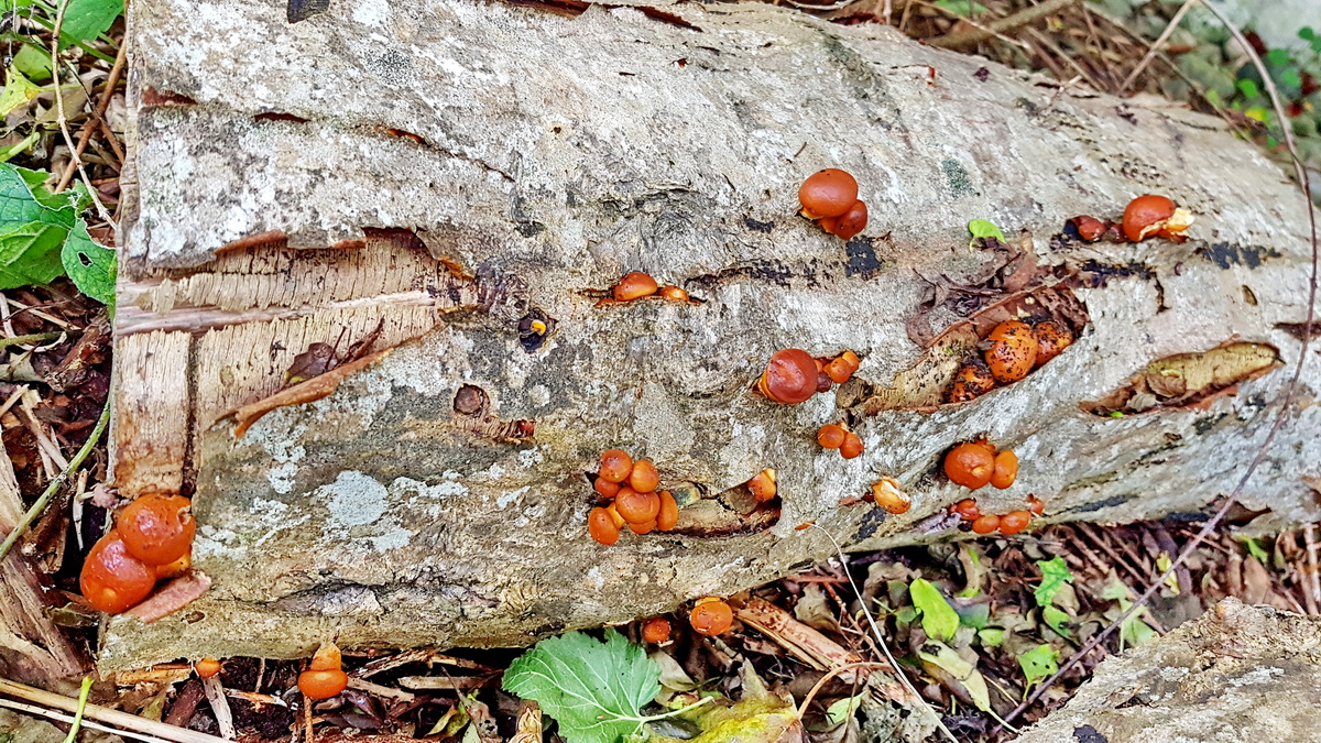 Kulturpilze auf Holzstämmen - Toskanapilz